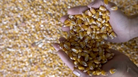 Corn Seed in Farmer Hands, SLO MO Female hands cupping maize kernels farmer Stock Footage 270463655