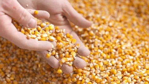 Corn Seed in Farmer Hands, SLO MO Female hands cupping maize kernels farmer Stock Footage 270463709