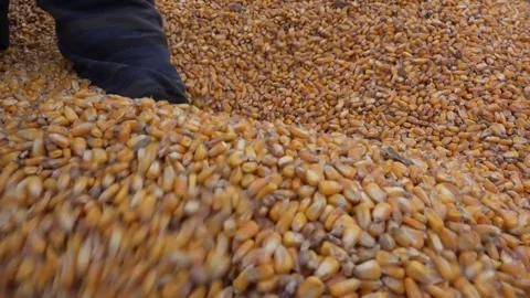 Corn Seed in Farmer Hands, SLO MO Female hands cupping maize kernels farmer 库存影片 336580905