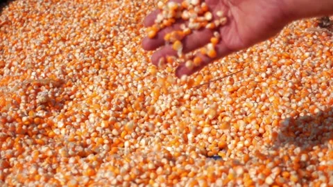 Corn Seed Stock Footage 293295305