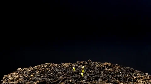 Corn Seed Growing Timelapse Stock Footage 126748097