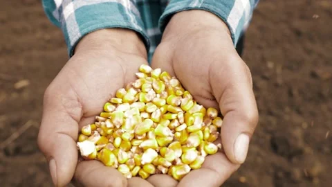 Corn seed in hand of farmer. maize Seed in Farmer Hands, Stock Footage 152999348