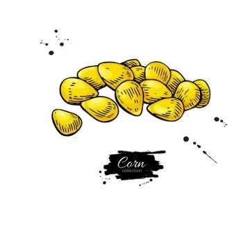 Corn seed heap hand drawn vector illustration. Isolated Vegetabl Stock Illustration