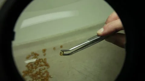 Corn seed laboratory Stock Footage 62373563
