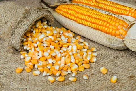 Corn seed Stock Photos