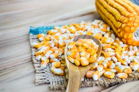 Corn seed Stock Photos