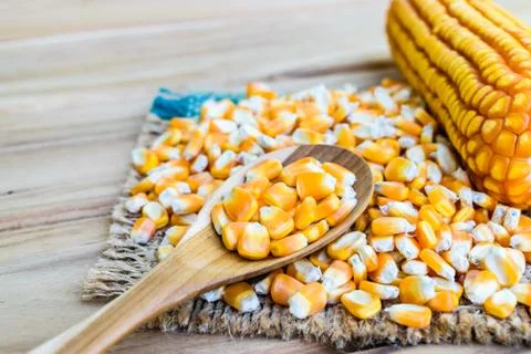 Corn seed Stock Photos