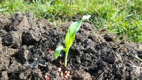 Corn seed shoots that start to grow Stock Footage 291848842