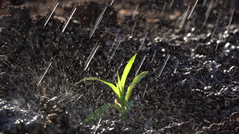 Corn seeding and watering in field farm agriculture Stock Footage 229441189