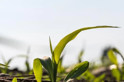 Corn seedling close up Foto stock