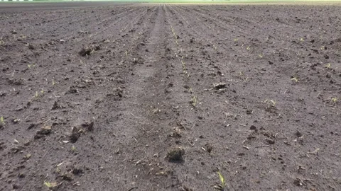 Corn seedling on the field. Stock Footage 131253086