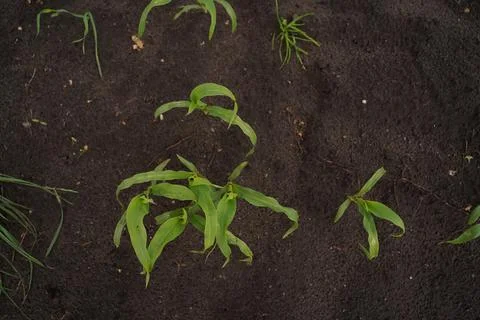 Corn seedlings close-up top view Photos