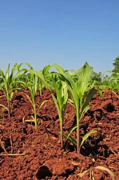Corn seedlings crop field Fotos de archivo
