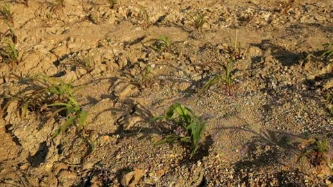 Corn seedlings in dry and barren land Stock Footage 291523575
