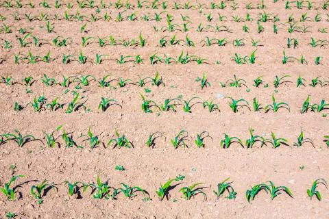 Corn seedlings on dry ground Stock Photos