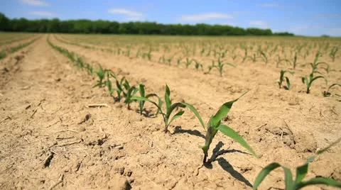 Corn Seedlings Видео 11024341