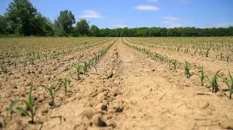 Corn Seedlings 스톡 동영상 11024342