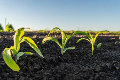 Corn Seedlings Grow in a Field During the Morning Sun in a Rural Area Stock Photos