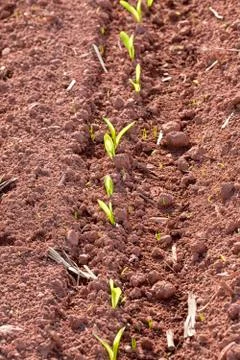 Corn seedlings Stock Photos