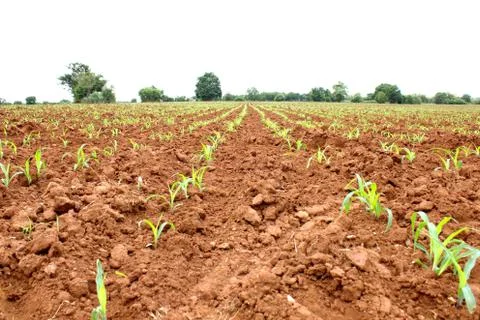 Corn seedlings Stock Photos
