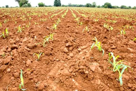 Corn seedlings Stock Photos