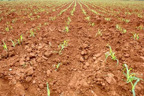 Corn seedlings Stock Photos