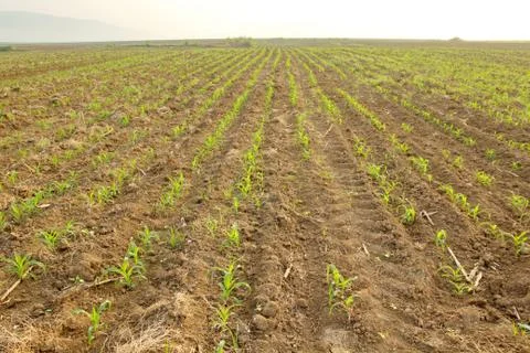 Corn seedlings Stock Photos