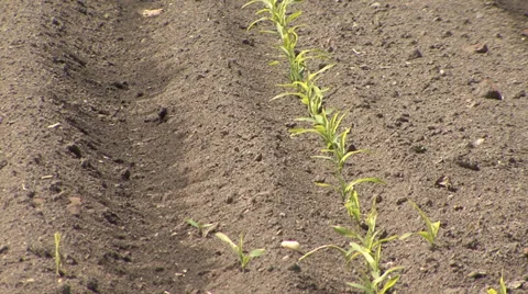 Corn seedlings on ploughland Stock-Footage 39671995
