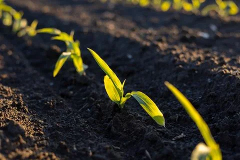 Corn seedlings push through dark soil, reaching for sunlight in a field dur.. Stock-Fotos
