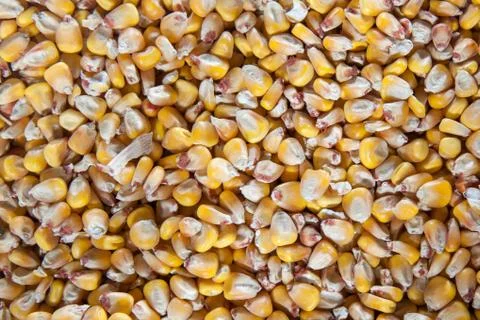 Corn seeds background Stock Photos