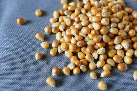 Corn seeds on a blue background. Close-up, selective focus. Stock Photos