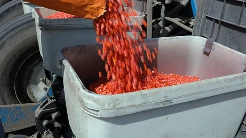 Corn seeds in the bunker of a sowing machine Video stock 93303727