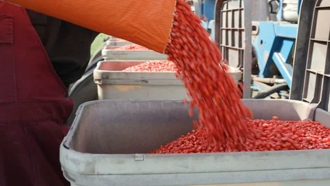 Corn seeds in the bunker of a sowing machine 스톡 동영상 93303732