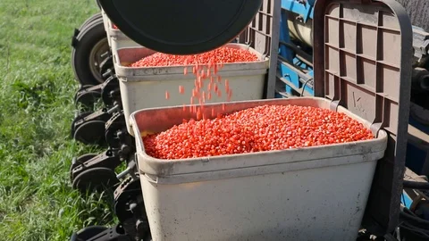 Corn seeds in the bunker of a sowing machine. Stock Footage 93303761