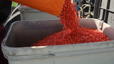 Corn seeds in the bunker of a sowing machine Video stock 93304665