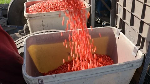 Corn seeds in the bunker of a sowing machine Video stock 93305079