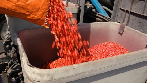 Corn seeds in the bunker of a sowing machine Video stock 93305127