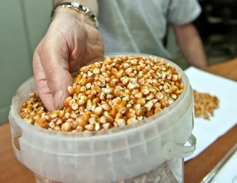 Corn seeds  in a container Stock Photos