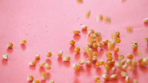 Corn Seeds Dropping On Pink Surface, Slow Motion 250 FPS Stock Footage 92146064