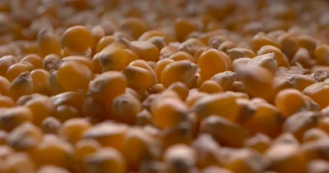 Corn seeds falling Vidéo 238633017