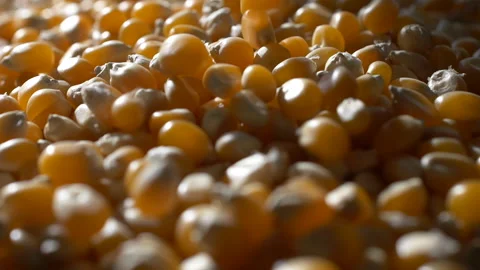 Corn seeds falling on a heap in slow motion 스톡 동영상 237958366