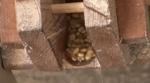 Corn seeds falling into the millstone Stock-Footage 35957478