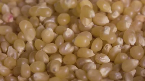 Corn seeds falling in a pile slow motion 1000fps, Close up macro shot Stock Footage 148980499