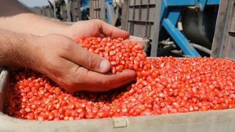 Corn seeds in the farmer hand Vídeo Stock 93303767