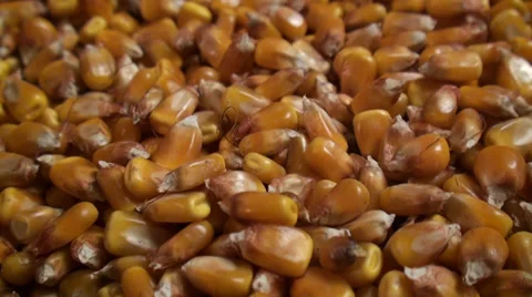 Corn Seeds Stock Footage 35862195