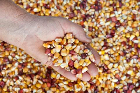 Corn seeds in hand Foto stock