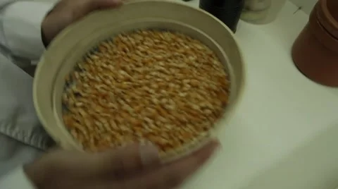 Corn seeds laboratory tests Stock Footage 62373518