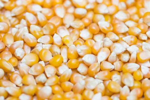 Corn seeds pattern Stock Photos