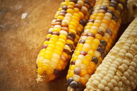 Corn seeds. Foto stock