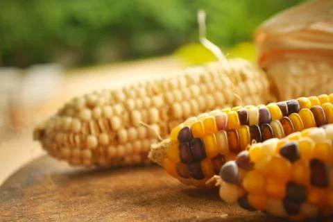Corn seeds. Stock Photos